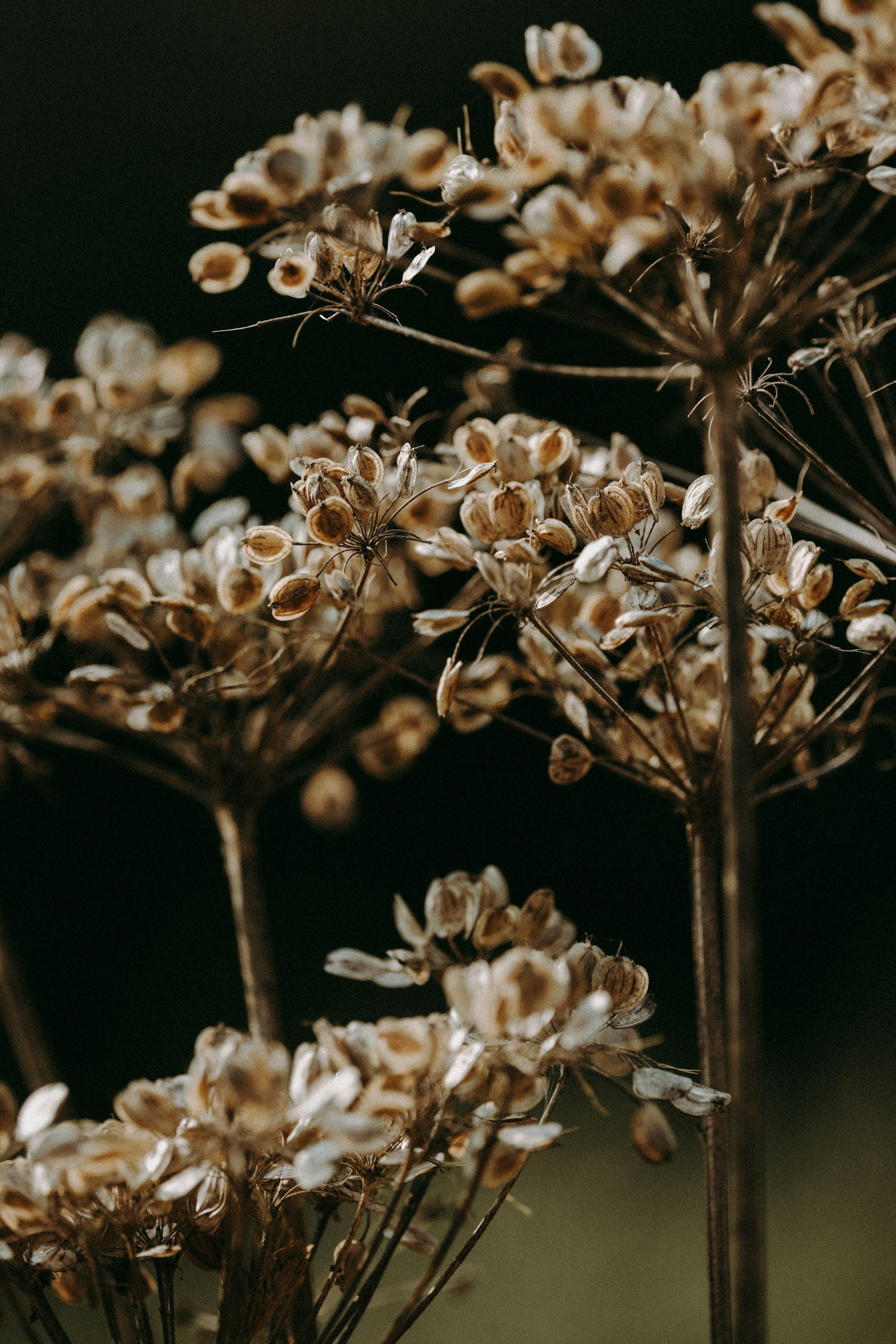 How Scent Changes Mood — and Why That Matters More Than Ever